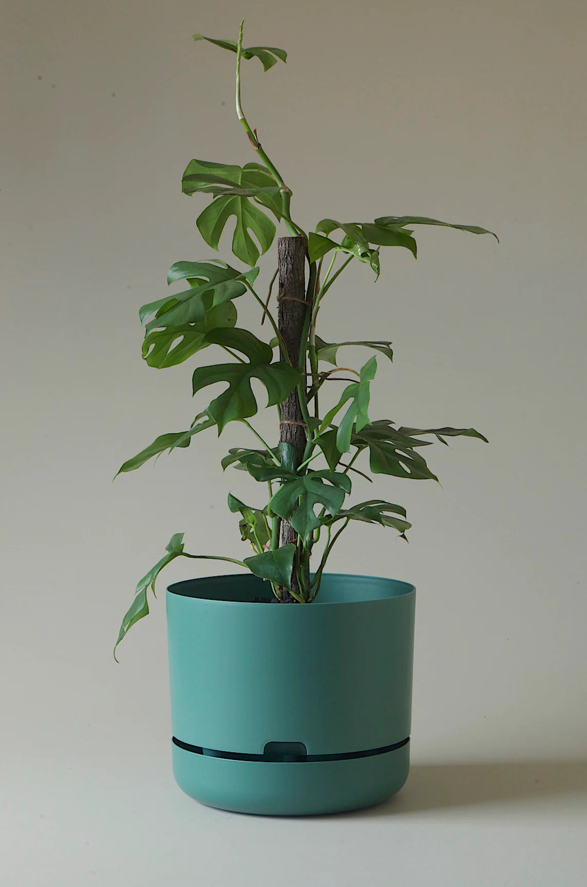 Self Watering Pot Dark Moss