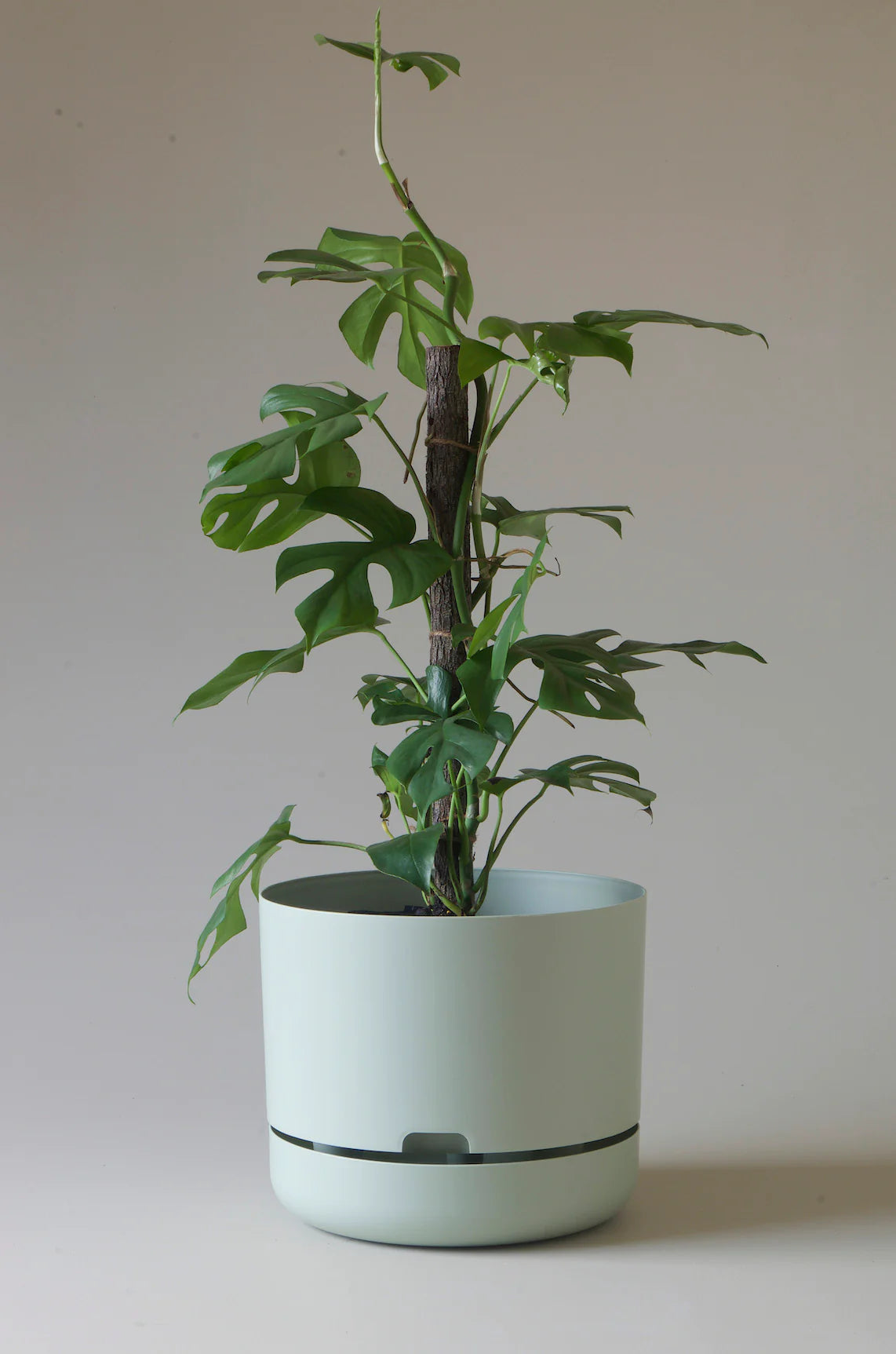 Self Watering Pot Fog