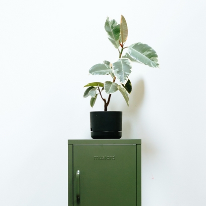 The Shorty OG Locker