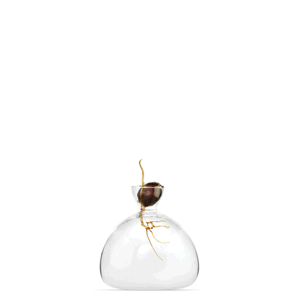 Avocado Vase