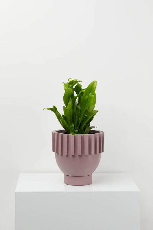 Solstice Pot